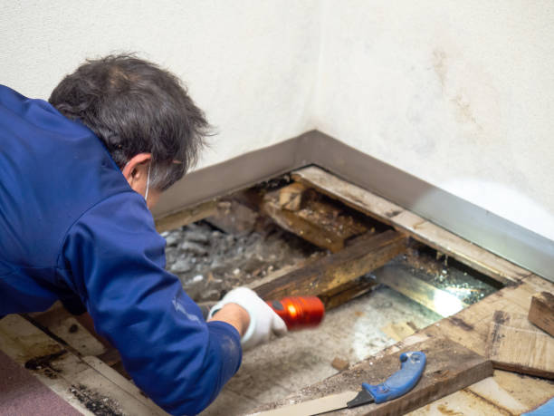 Best Home Mold Removal  in Baileyton, AL