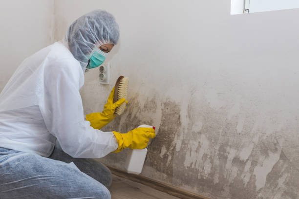 Best Mold Removal Process  in Baileyton, AL