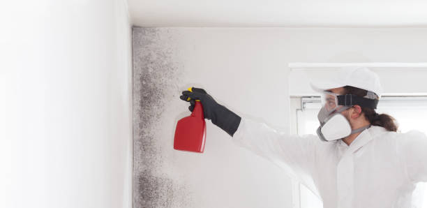 Office Mold Removal Services in Baileyton, AL