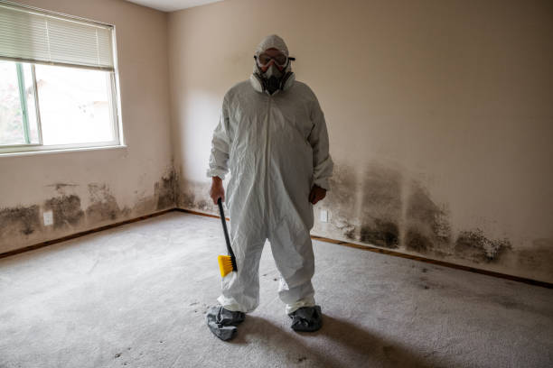 Mold Removal Process in Baileyton, AL