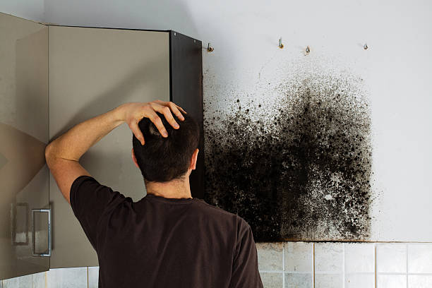 Best Professional Mold Removal  in Baileyton, AL