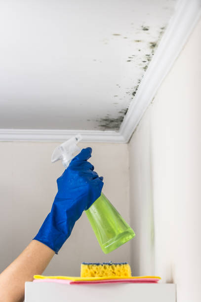 Best Mold Testing  in Baileyton, AL