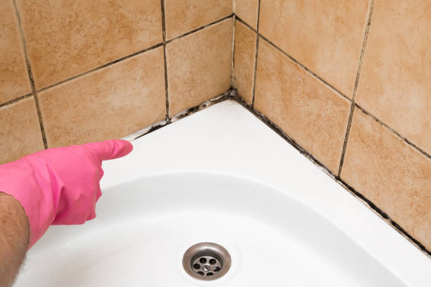 Best Local Mold Removal Service  in Baileyton, AL